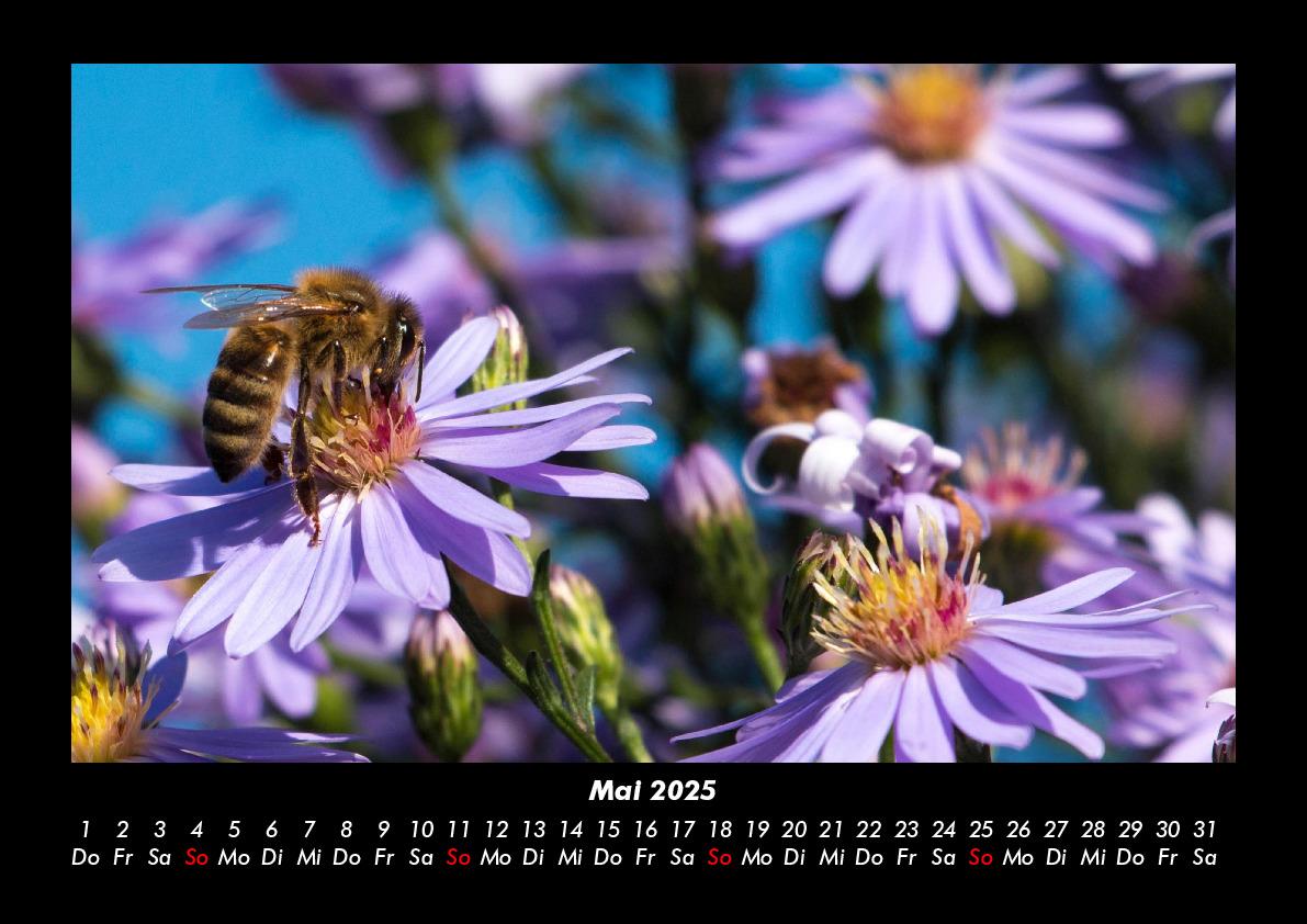 Bild: 9783755981213 | Bienen 2025 Fotokalender DIN A3 | Tobias Becker | Kalender | Kalender