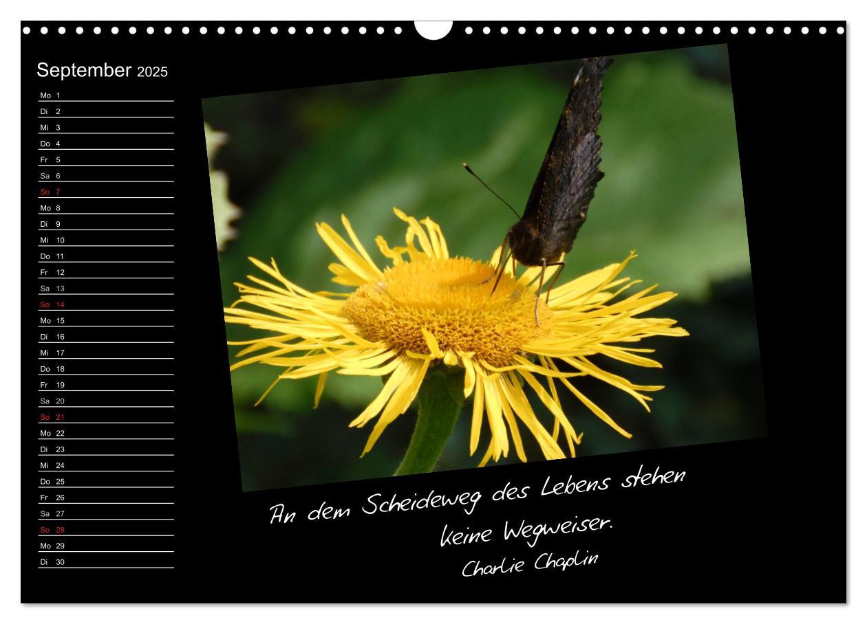 Bild: 9783435789771 | Gelbe Lebensfreude (Wandkalender 2025 DIN A3 quer), CALVENDO...