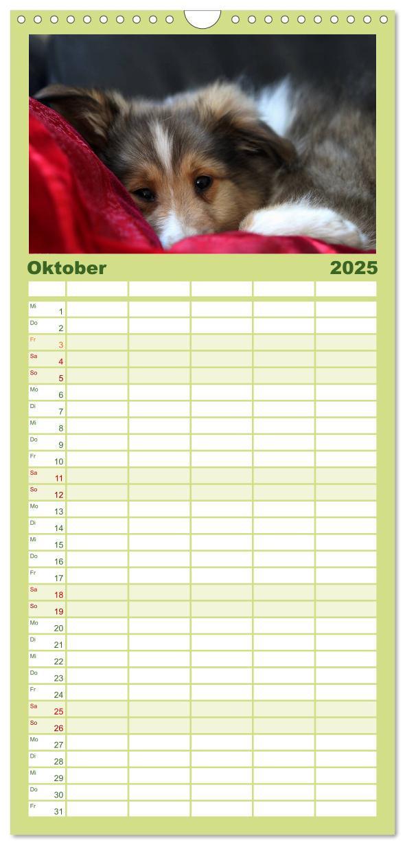 Bild: 9783457118955 | Familienplaner 2025 - Shelties 2025 mit 5 Spalten (Wandkalender, 21...