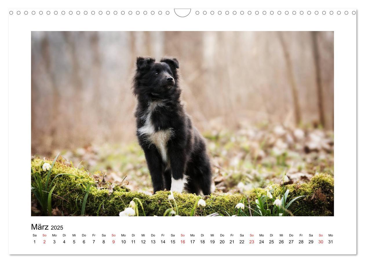 Bild: 9783435307944 | Herzensshelties - Shetland Sheepdogs (Wandkalender 2025 DIN A3...