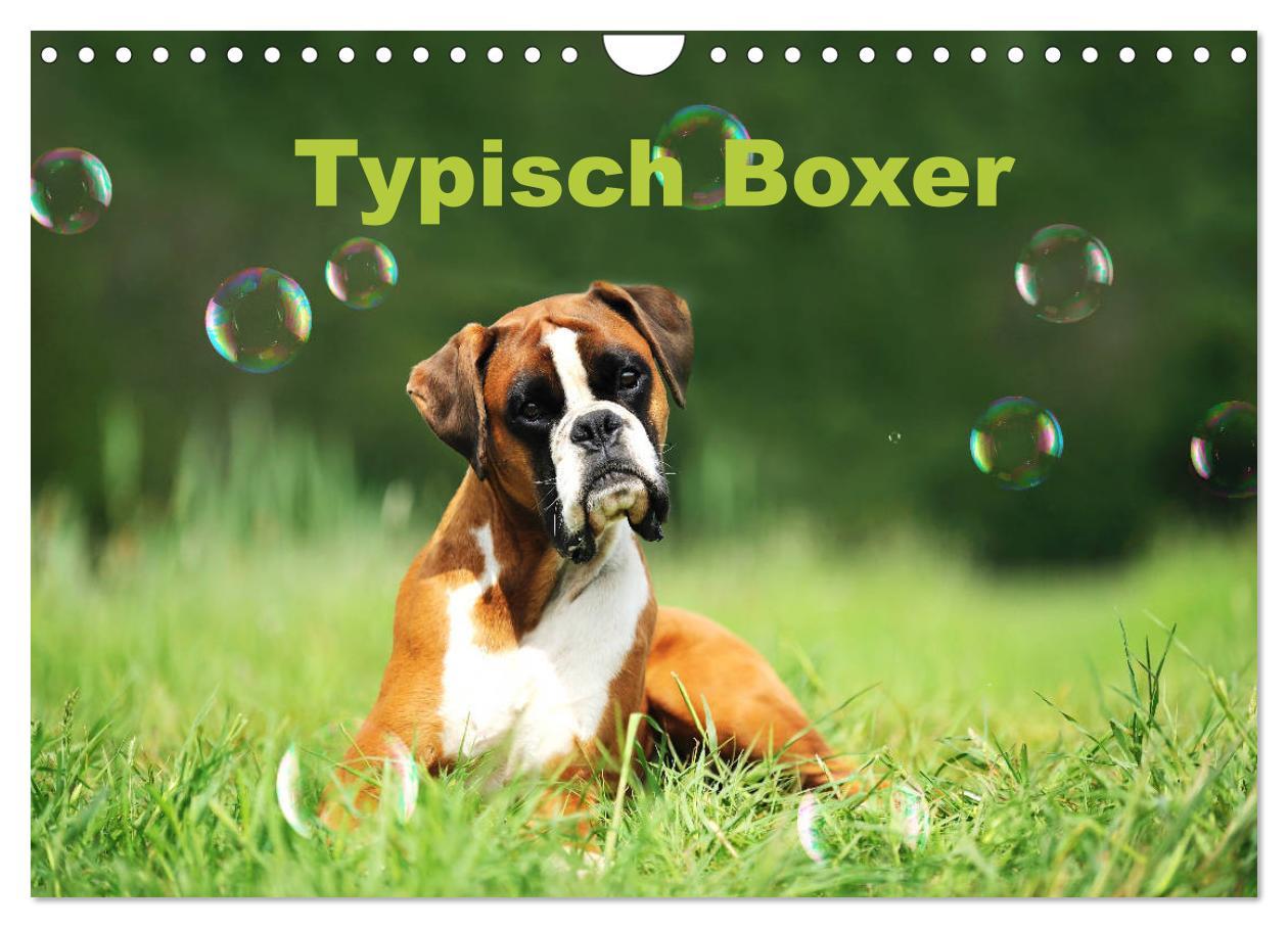 Cover: 9783435340507 | Typisch Boxer (Wandkalender 2025 DIN A4 quer), CALVENDO Monatskalender