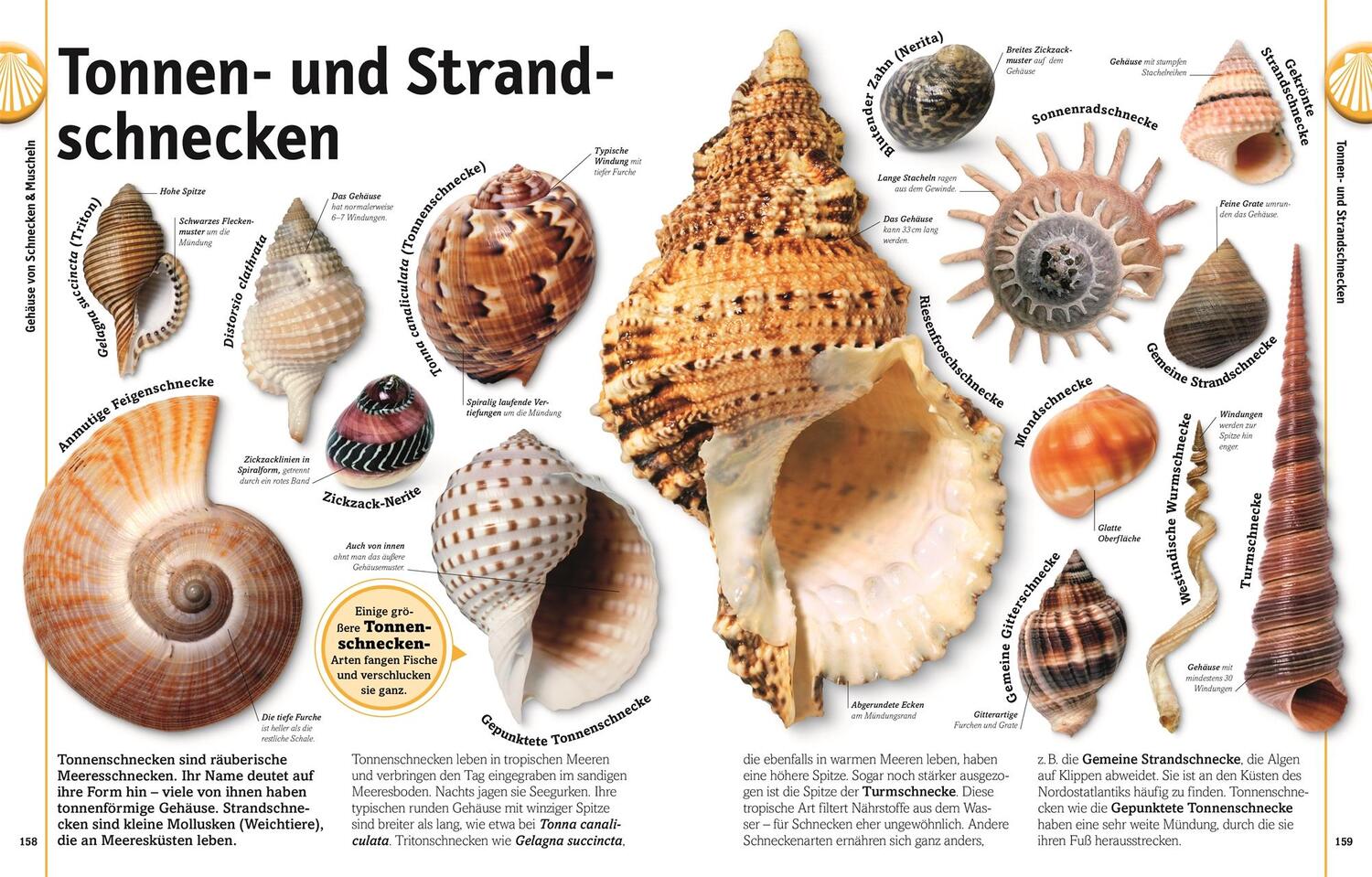 Bild: 9783831032136 | Steine | Minerale, Edelsteine und Fossilien in über 1000 Bildern