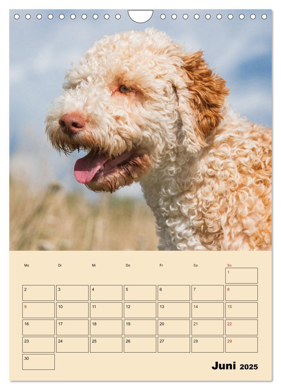 Bild: 9783435959495 | Jahresplaner Lagotto Romagnolo (Wandkalender 2025 DIN A4 hoch),...