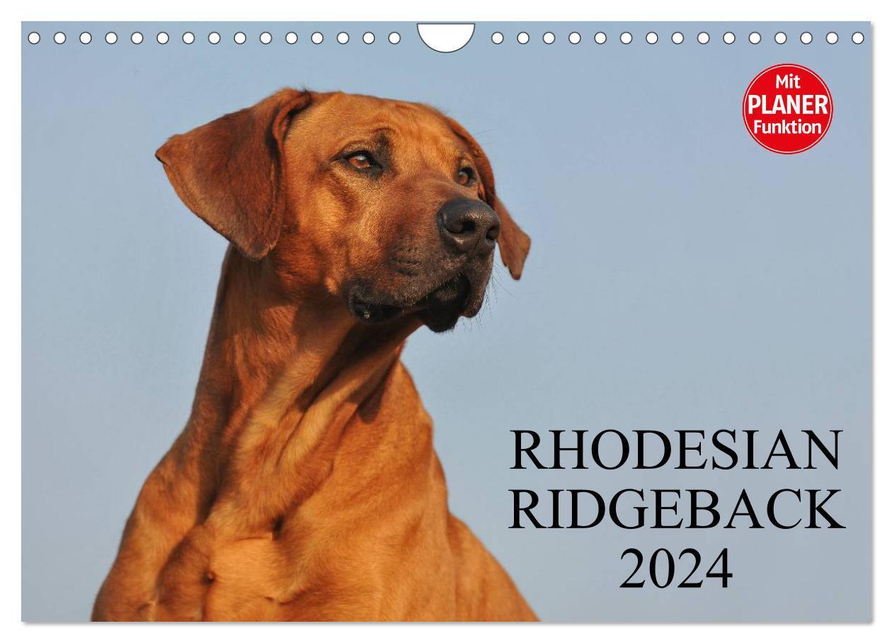 Cover: 9783383325601 | Rhodesian Ridgeback 2024 (Wandkalender 2024 DIN A4 quer), CALVENDO...