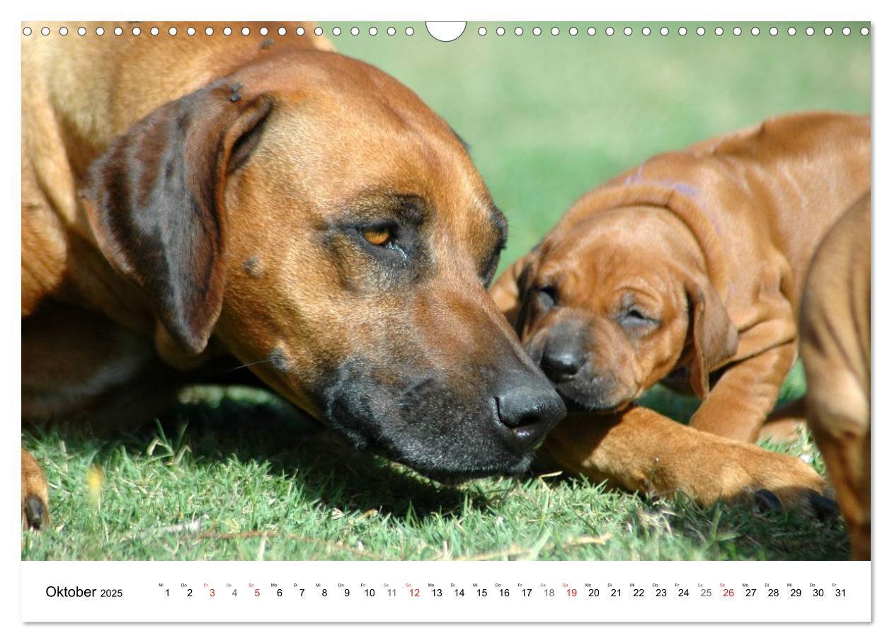 Bild: 9783435623518 | Rhodesian Ridgeback Welpen (Wandkalender 2025 DIN A3 quer),...