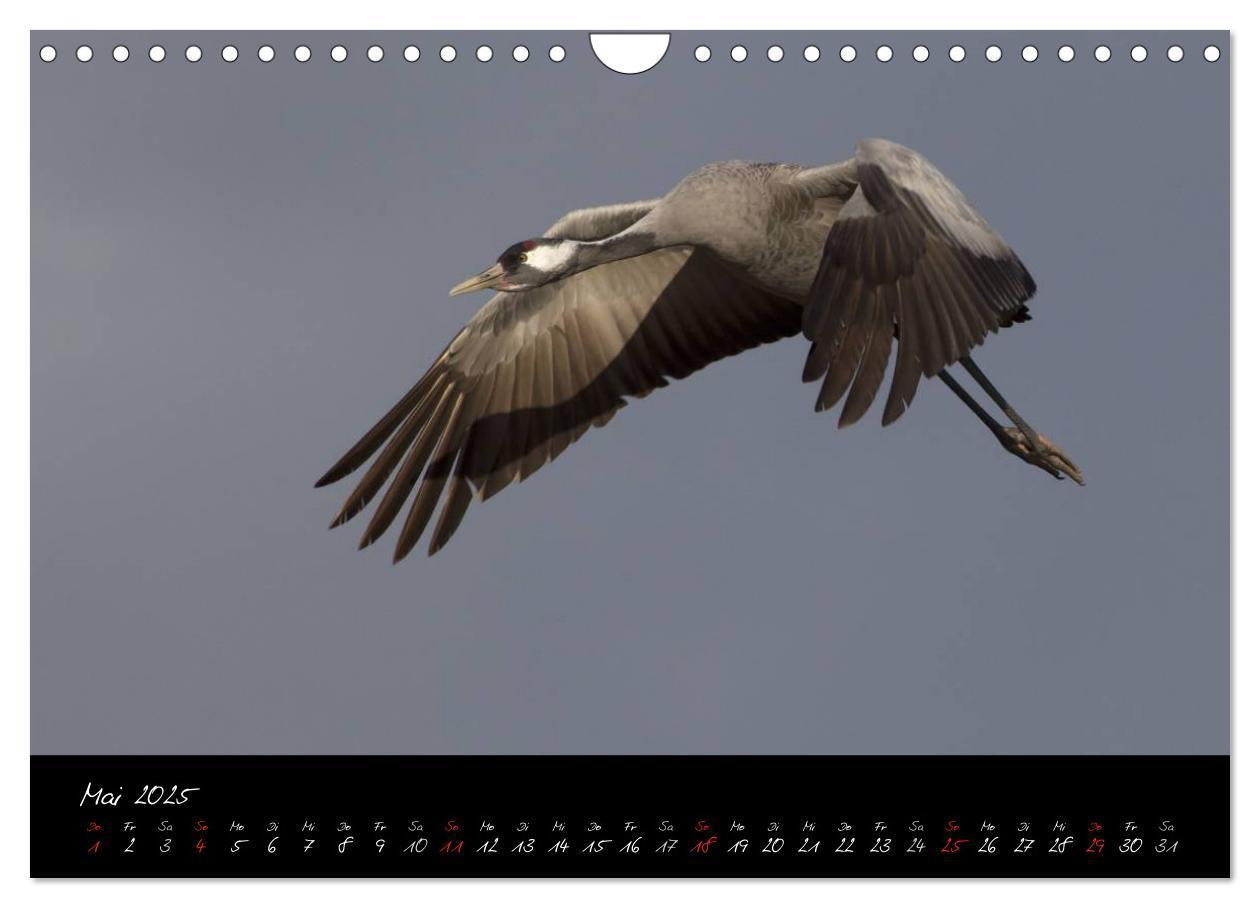 Bild: 9783435817054 | Kraniche - Vögel des Glücks (Wandkalender 2025 DIN A4 quer),...