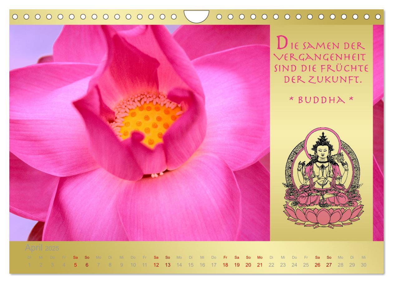 Bild: 9783435086153 | BUDDHA IM GLÜCK - Buddhistische Weisheiten (Wandkalender 2025 DIN...