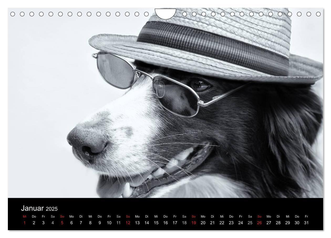 Bild: 9783435781522 | Hütehunde (Wandkalender 2025 DIN A4 quer), CALVENDO Monatskalender