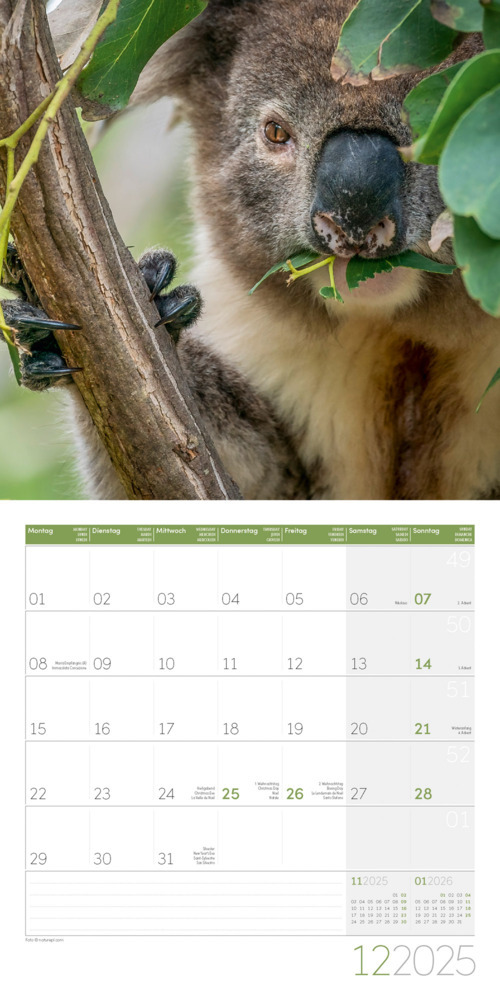 Bild: 9783838445229 | Koalas Kalender 2025 - 30x30 | Ackermann Kunstverlag | Kalender | 2025