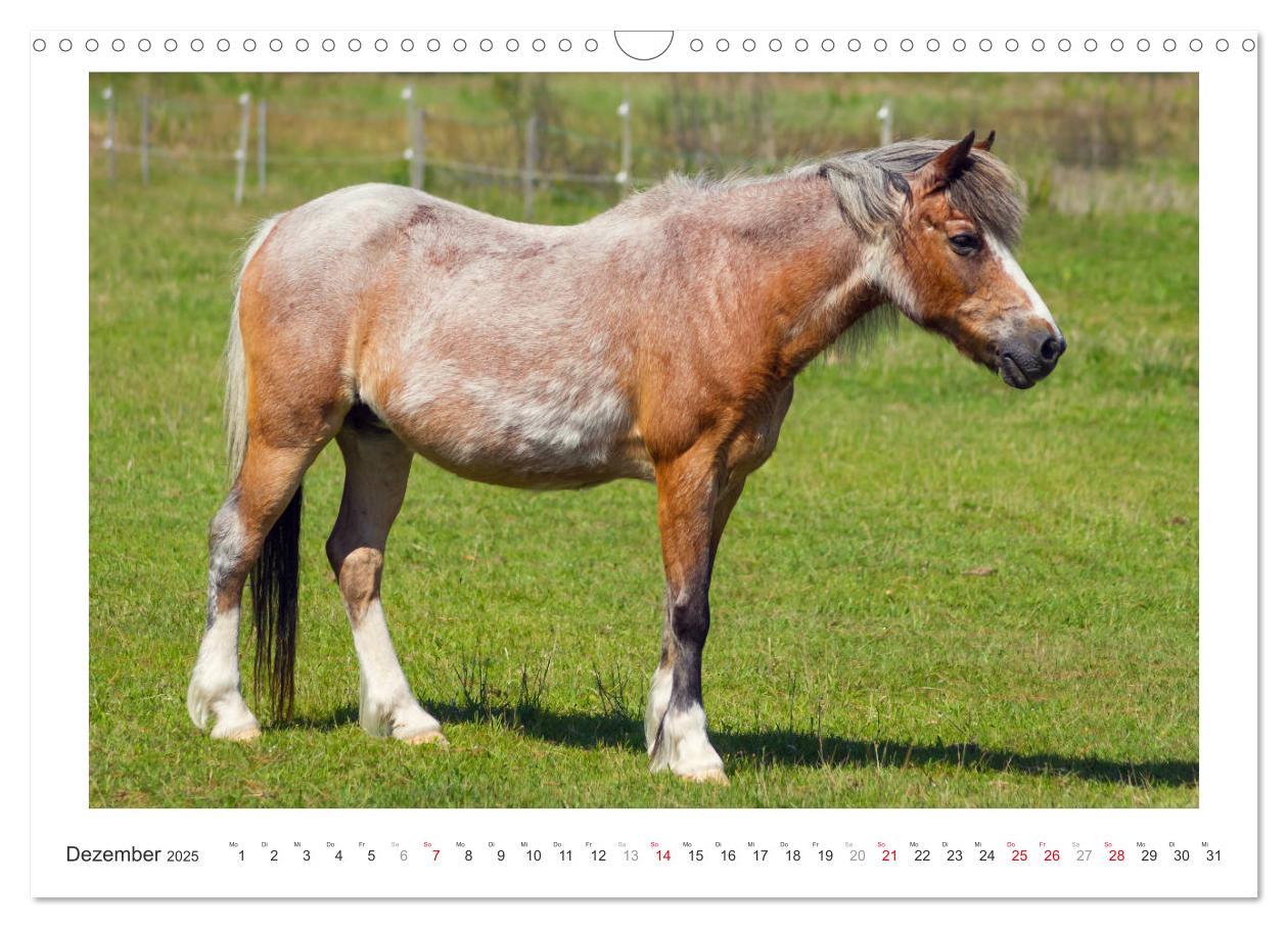 Bild: 9783435694525 | Der Pferdekalender (Wandkalender 2025 DIN A3 quer), CALVENDO...