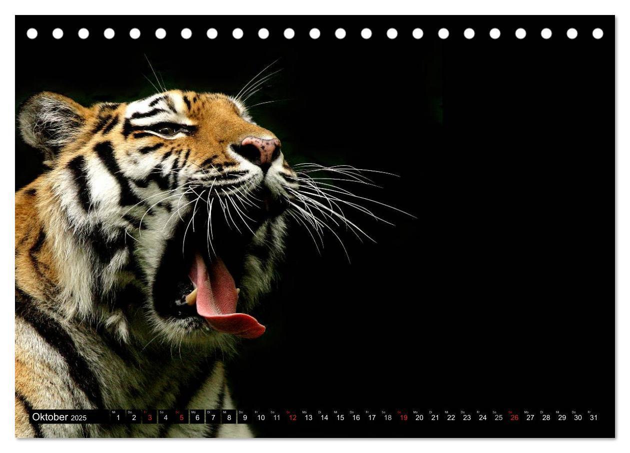 Bild: 9783435832361 | Tiger - die leisen Jäger des Dschungels (Tischkalender 2025 DIN A5...