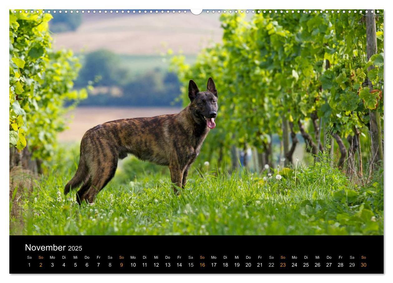 Bild: 9783435686681 | Holländischer Schäferhund (Wandkalender 2025 DIN A2 quer), CALVENDO...