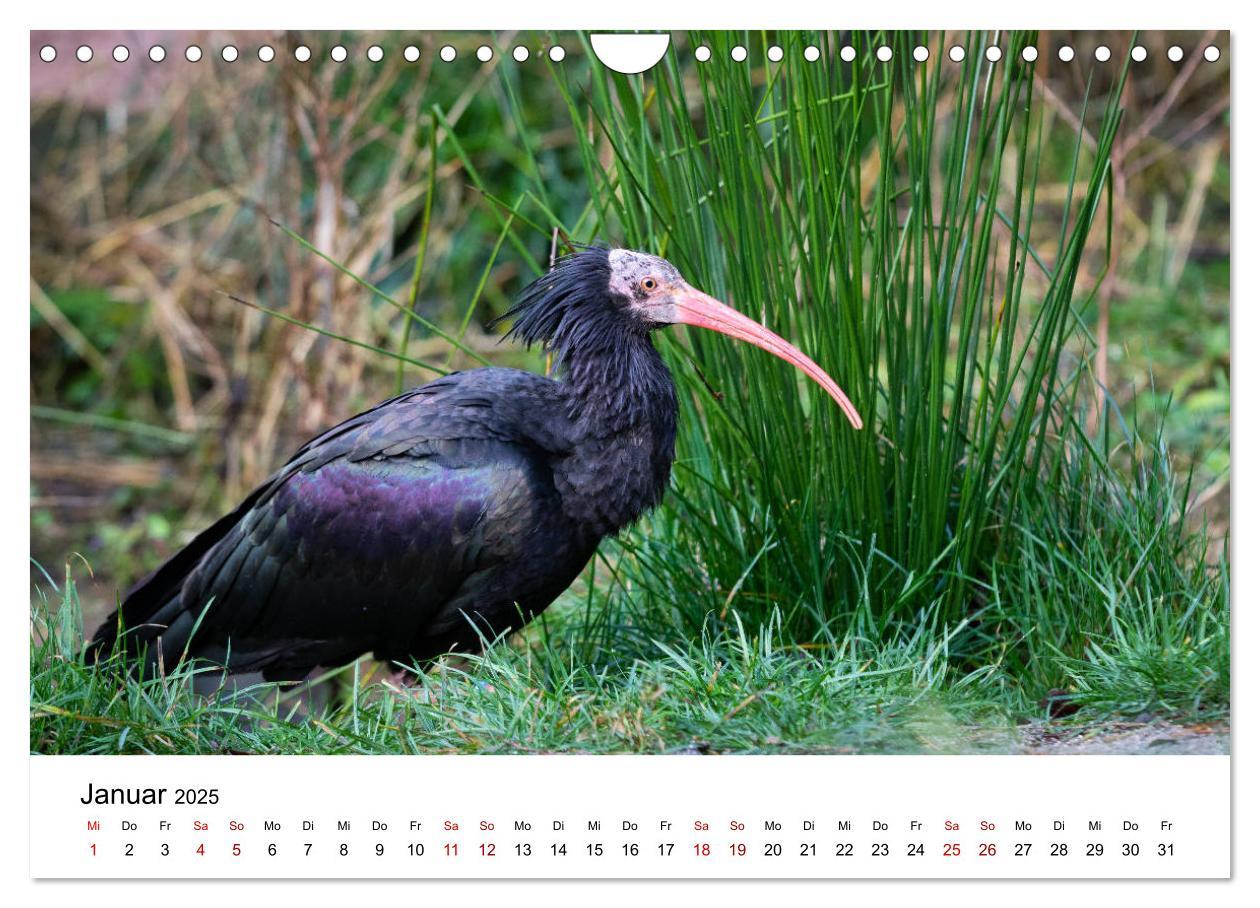 Bild: 9783435137046 | Der Waldrapp - Ein skurriler Vogel (Wandkalender 2025 DIN A4 quer),...