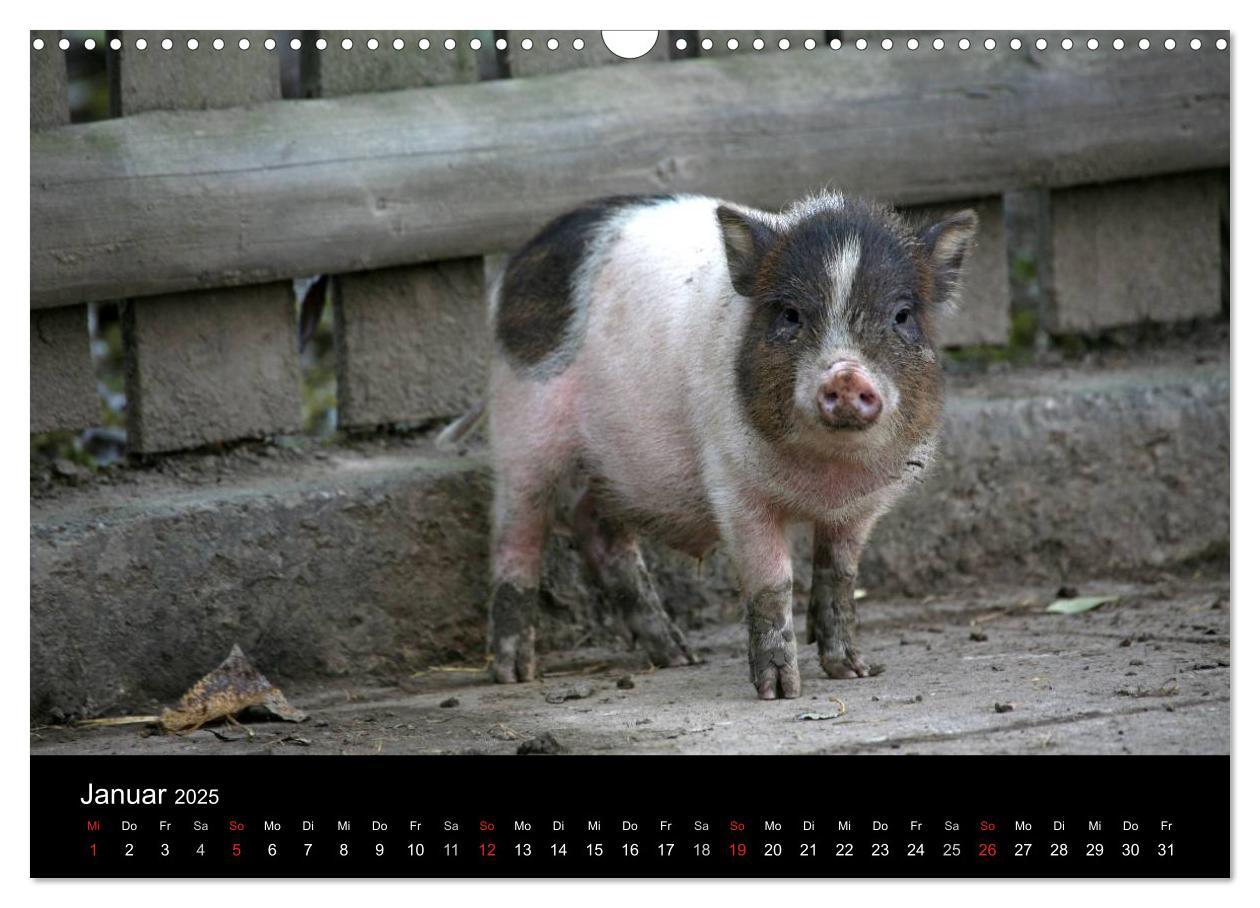 Bild: 9783435838509 | Schweinereien (Wandkalender 2025 DIN A3 quer), CALVENDO Monatskalender