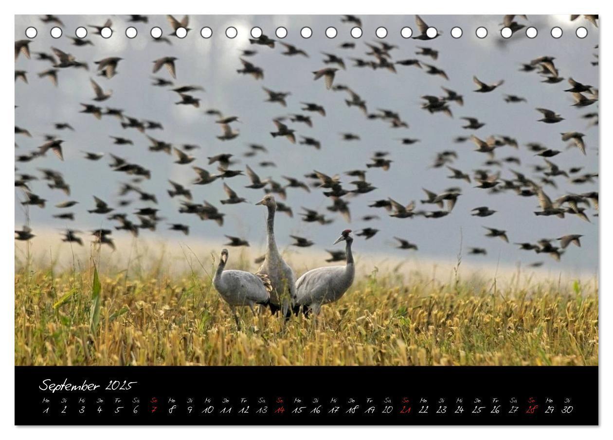 Bild: 9783435808489 | Kraniche - Vögel des Glücks (Tischkalender 2025 DIN A5 quer),...