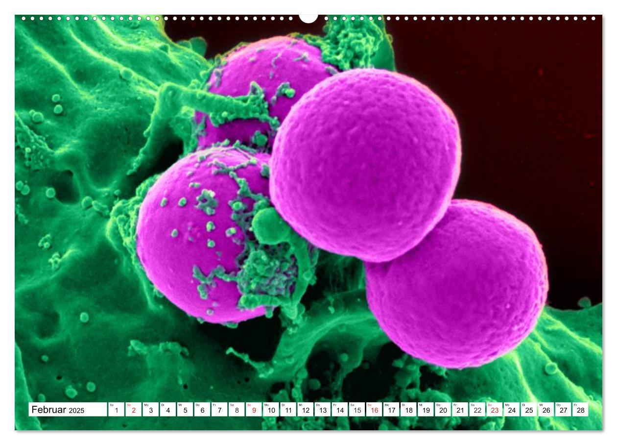 Bild: 9783435483334 | Mikrobiologie. Mikroorganismen, Genetik und Zellen (Wandkalender...