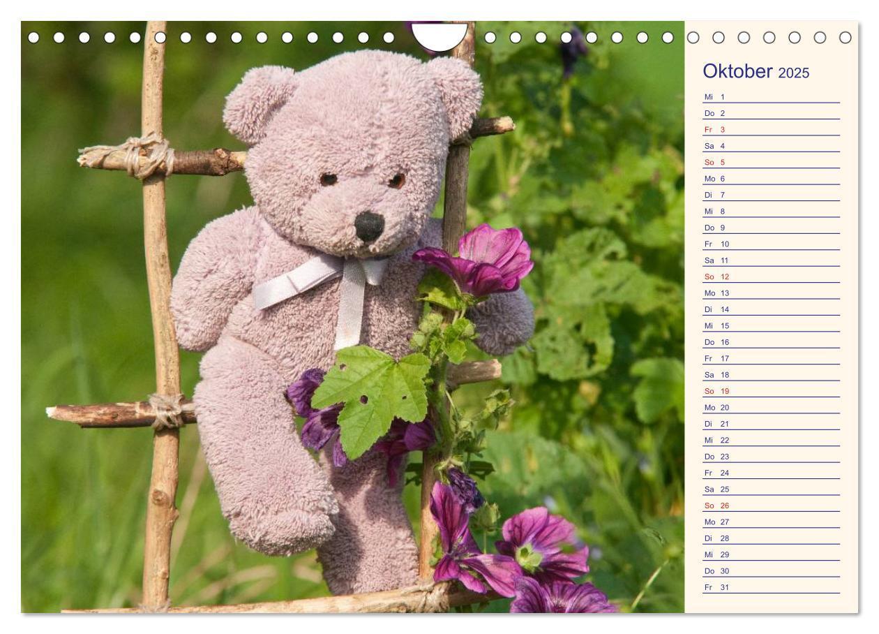 Bild: 9783435508235 | Geliebte Bären - Teddys (Wandkalender 2025 DIN A4 quer), CALVENDO...