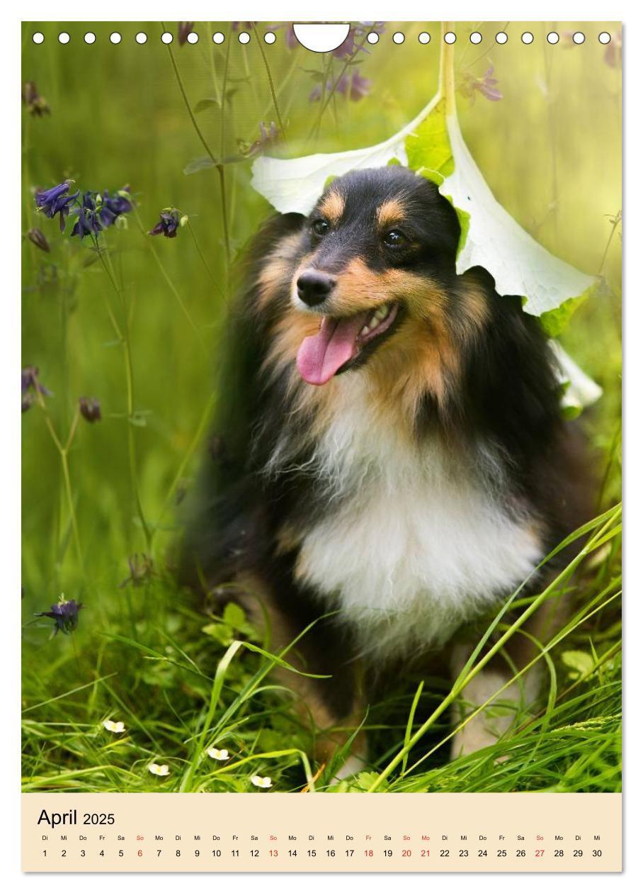 Bild: 9783457041130 | Mit Shelties durchs Jahr (Wandkalender 2025 DIN A4 hoch), CALVENDO...