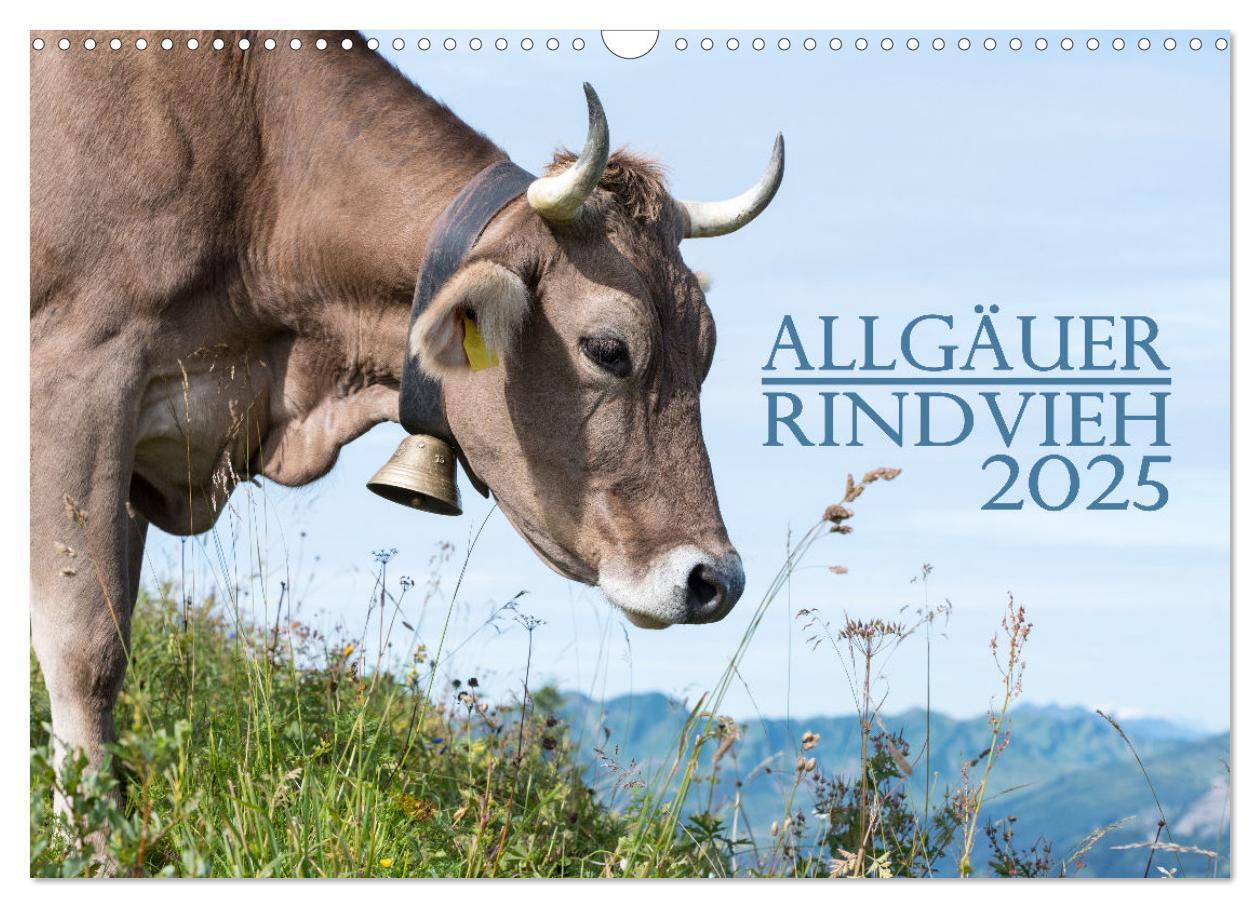 Cover: 9783383832239 | Allgäuer Rindvieh 2025 (Wandkalender 2025 DIN A3 quer), CALVENDO...