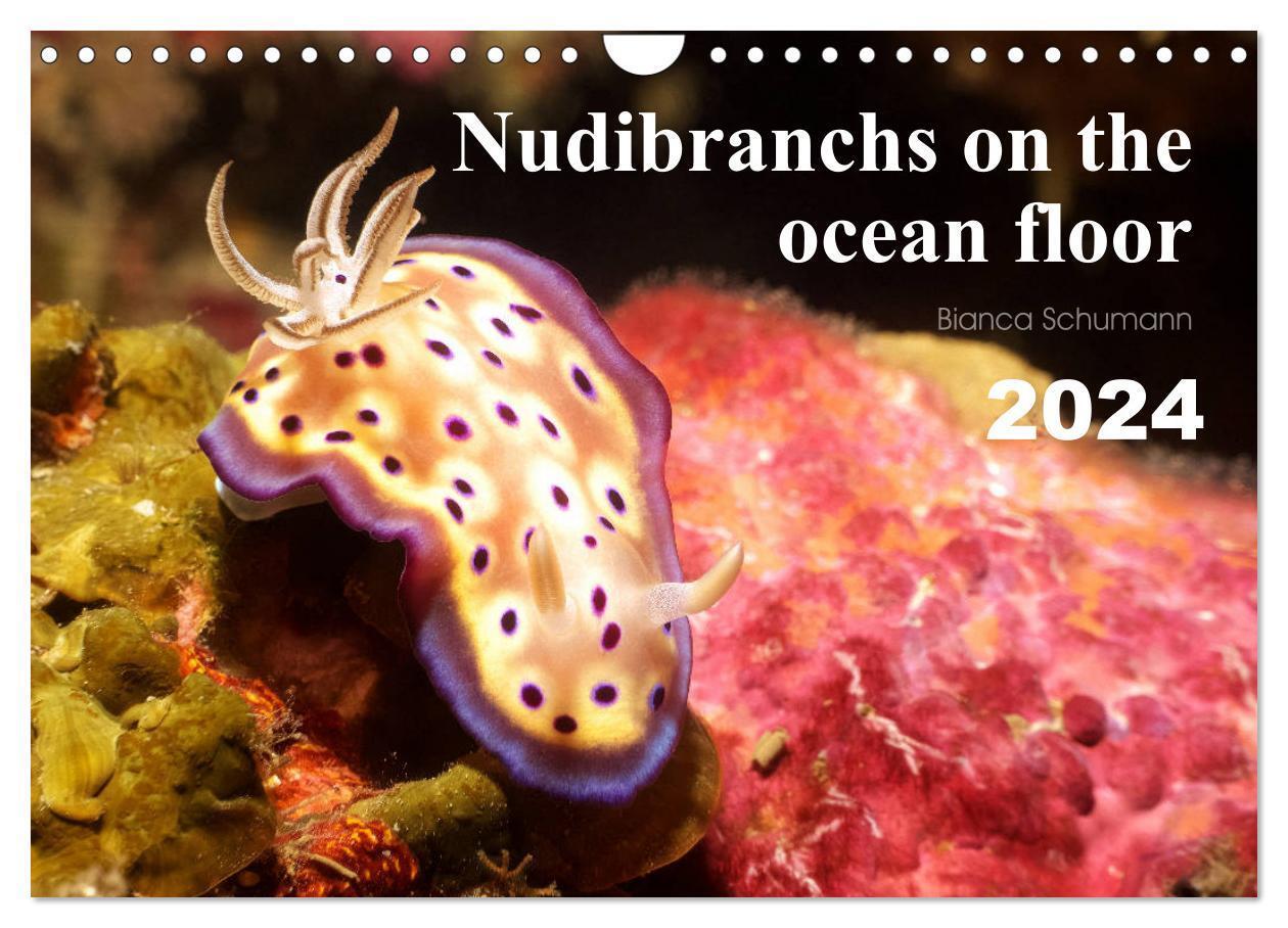 Cover: 9781325851041 | Nudibranchs on the ocean floor (Wall Calendar 2024 DIN A4...