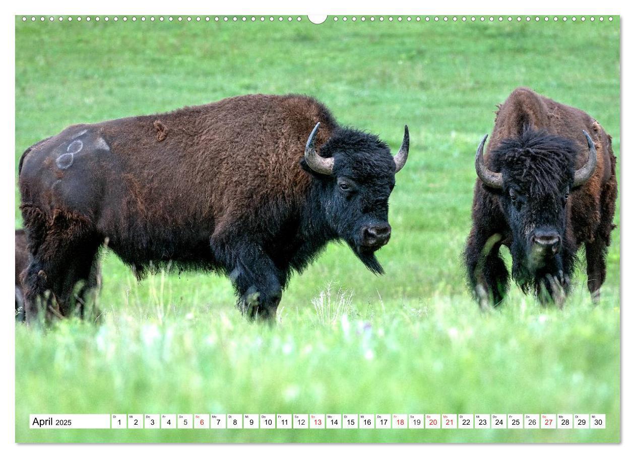 Bild: 9783435602872 | TATONKA Der nordamerikanische Bison (Wandkalender 2025 DIN A2...