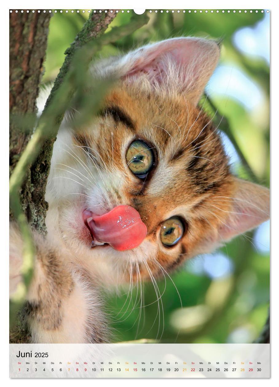 Bild: 9783435928057 | Katzen - süß und kuschelig (Wandkalender 2025 DIN A2 hoch),...