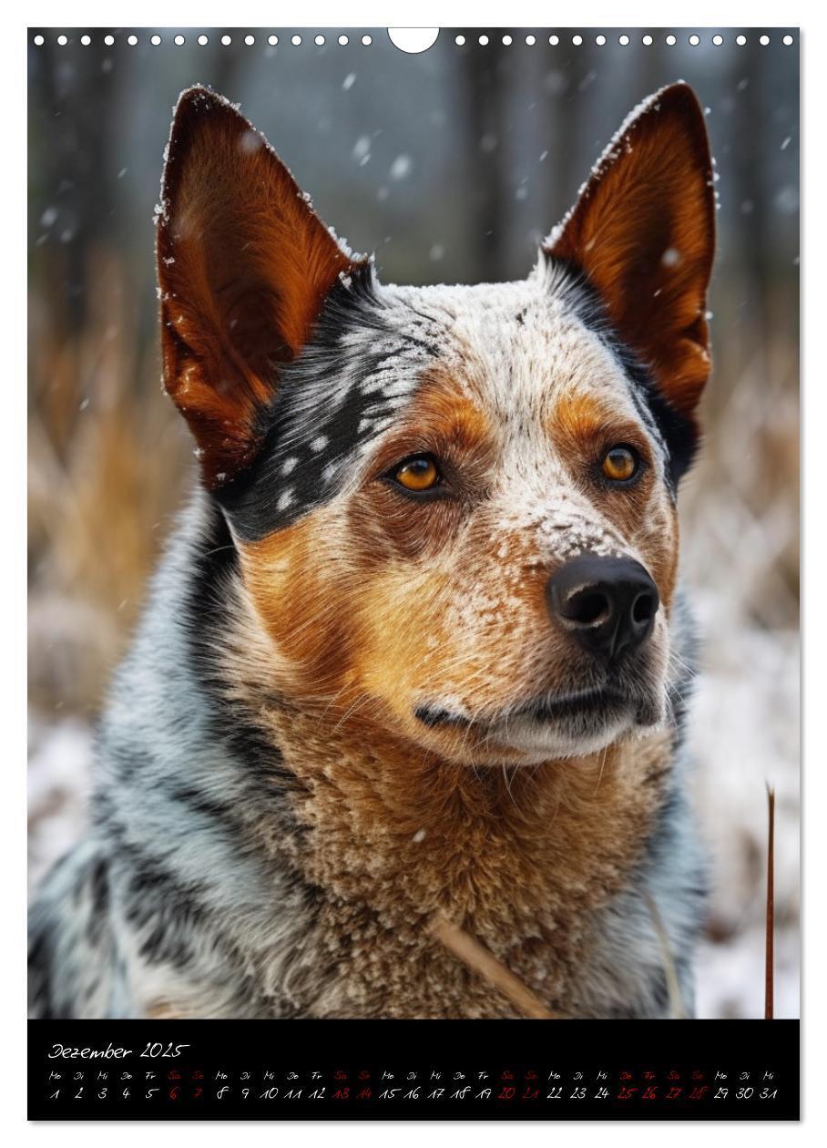 Bild: 9783435877072 | Australian Cattle Dogs (Wandkalender 2025 DIN A3 hoch), CALVENDO...