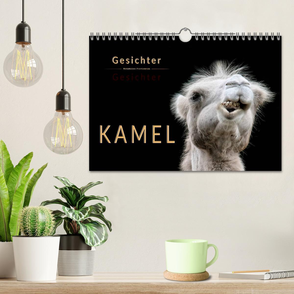 Bild: 9783435356393 | Kamel Gesichter (Wandkalender 2025 DIN A4 quer), CALVENDO...