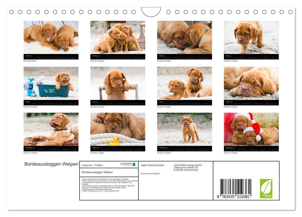 Bild: 9783435519361 | Bordeauxdoggen Welpen (Wandkalender 2025 DIN A4 quer), CALVENDO...