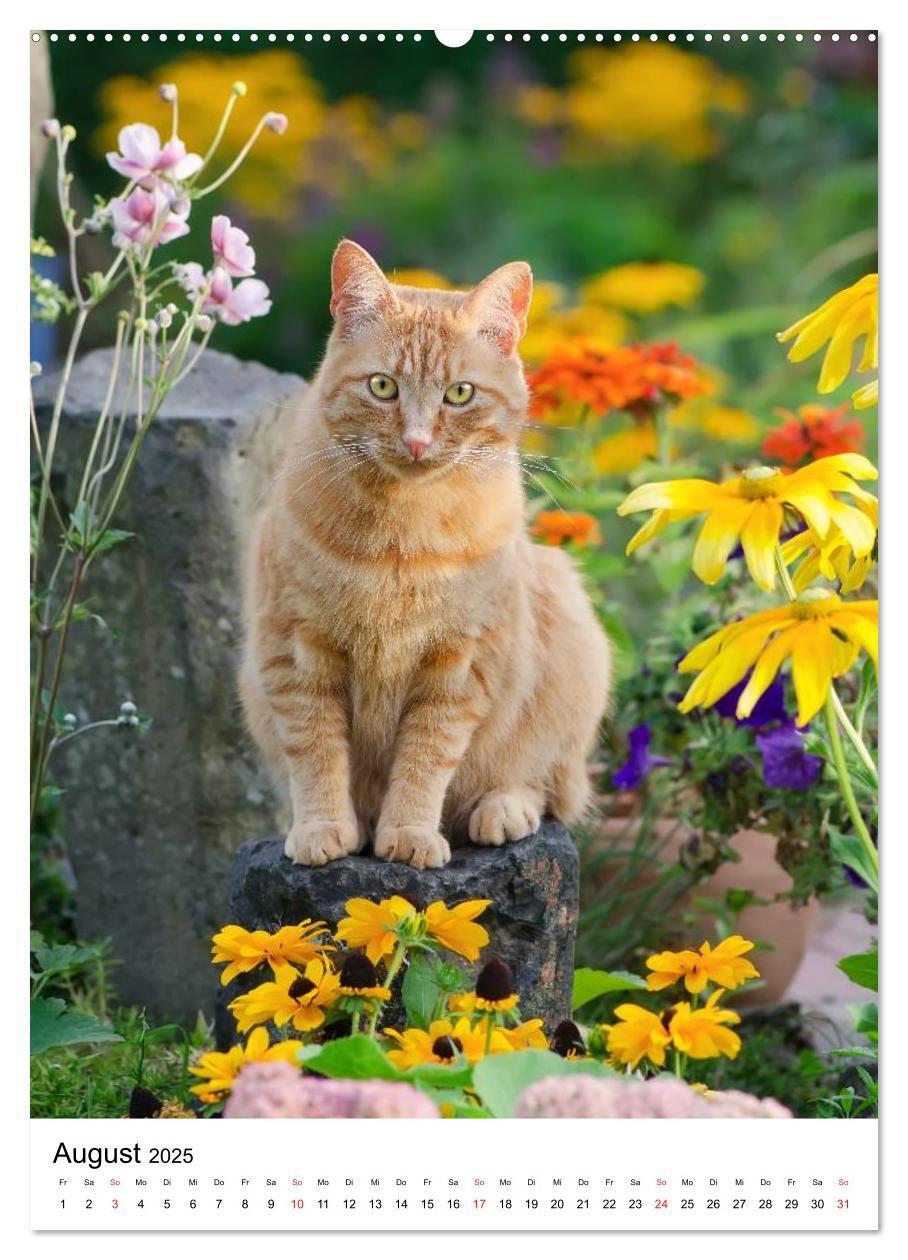 Bild: 9783457085950 | COUNTRY CATS (Wandkalender 2025 DIN A2 hoch), CALVENDO Monatskalender