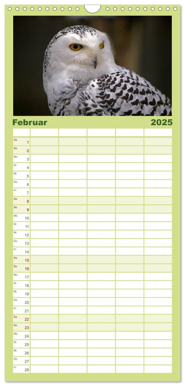 Bild: 9783457119211 | Familienplaner 2025 - Eulen mit 5 Spalten (Wandkalender, 21 x 45...