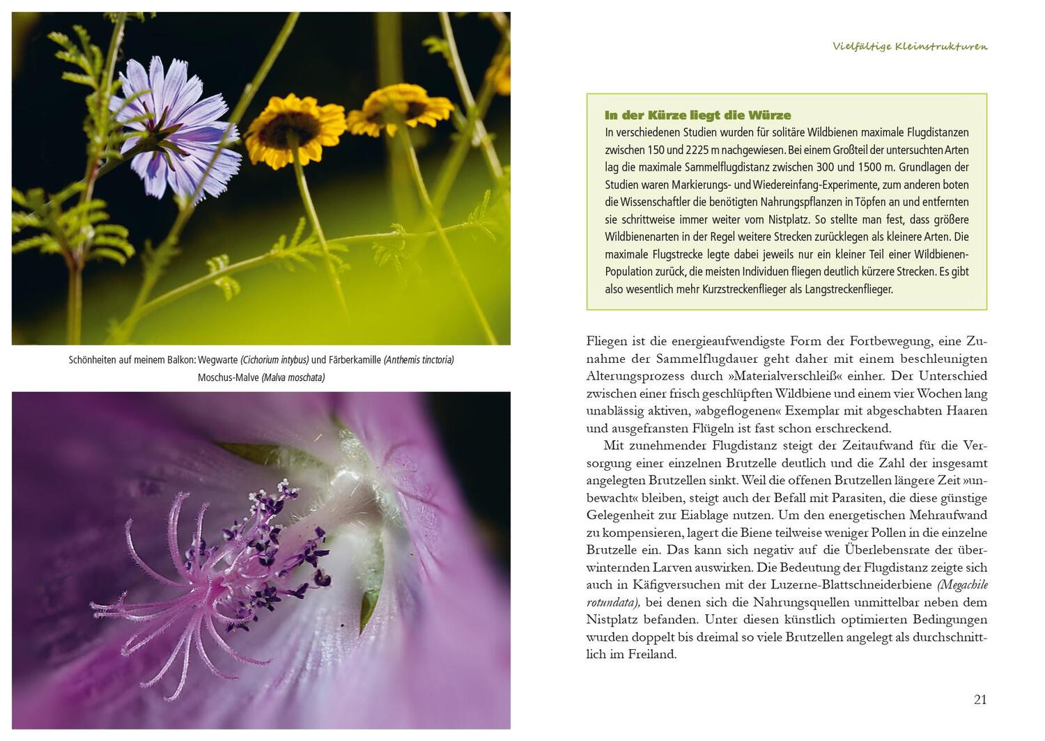 Bild: 9783895663581 | Fertig zum Einzug: Nisthilfen für Wildbienen | Werner David | Buch