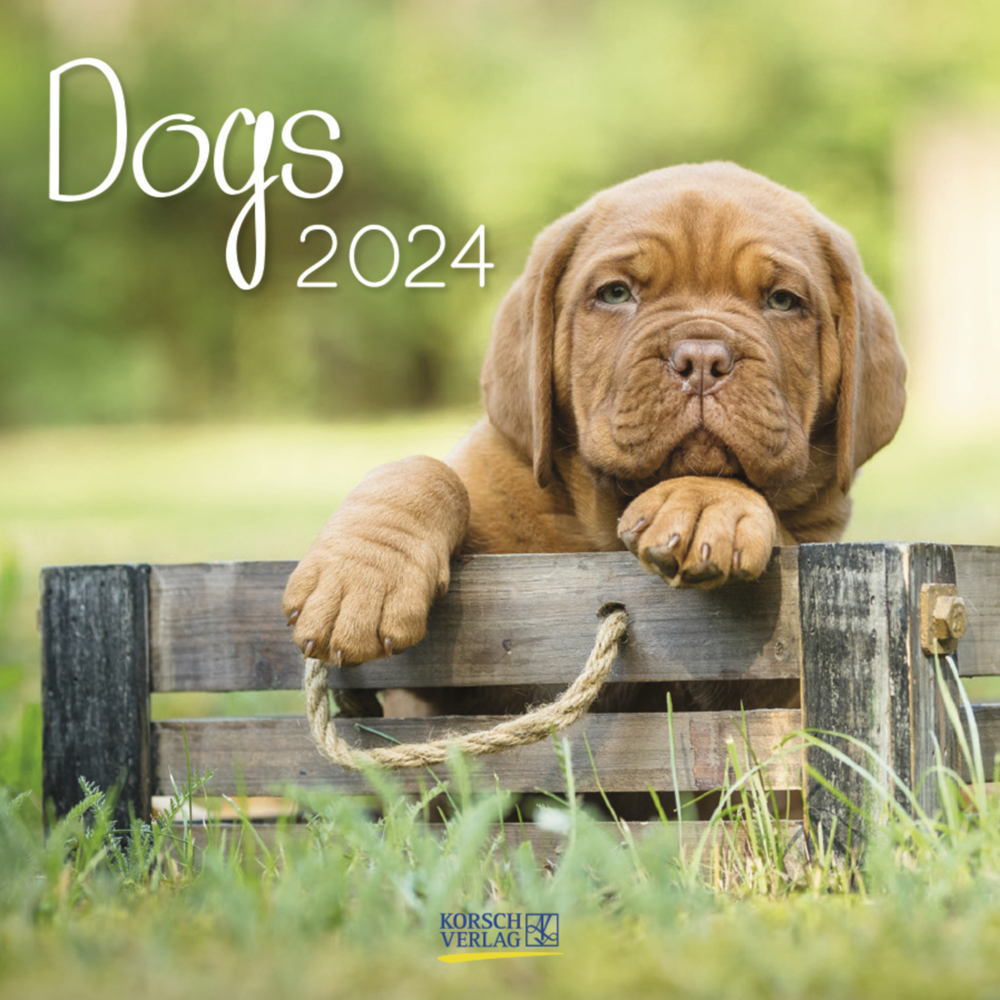 Cover: 9783731869153 | Dogs 2024 | Korsch Verlag | Kalender | Englisch Broschur | 13 S.