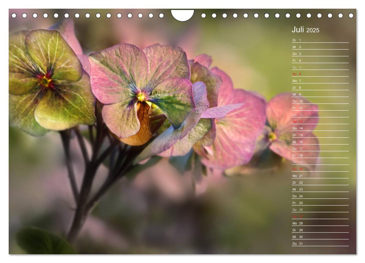 Bild: 9783435507412 | Die Hortensie und ihre vielen Gesichter (Wandkalender 2025 DIN A4...