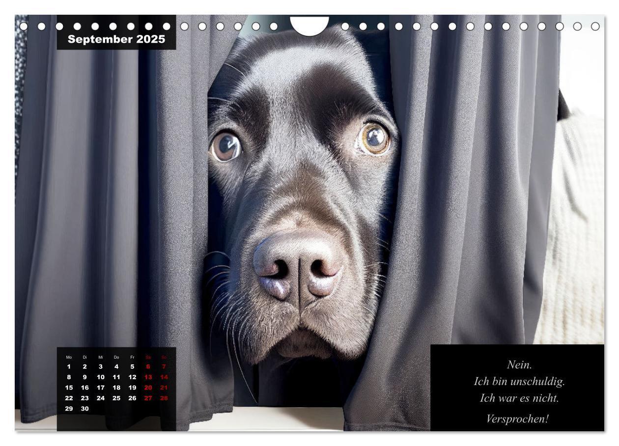 Bild: 9783435368617 | Der witzige Labrador-Kalender (Wandkalender 2025 DIN A4 quer),...