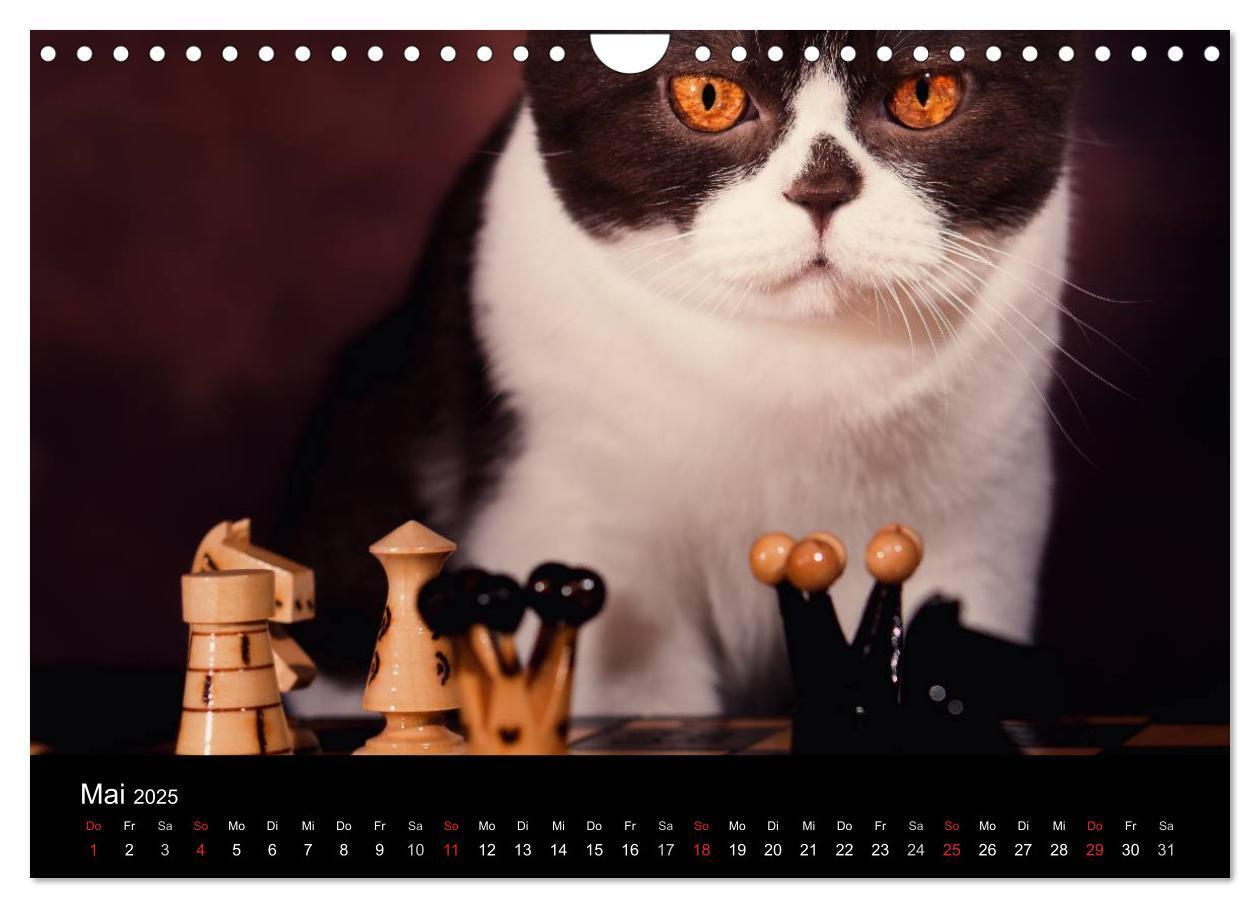 Bild: 9783435488506 | Schokoladige Britisch Kurzhaar Katzen (Wandkalender 2025 DIN A4...