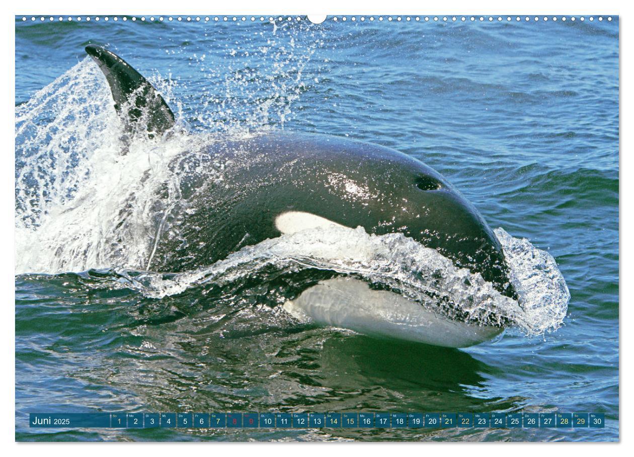 Bild: 9783383865626 | Orcas: Schwarz-weiße Giganten (Wandkalender 2025 DIN A2 quer),...