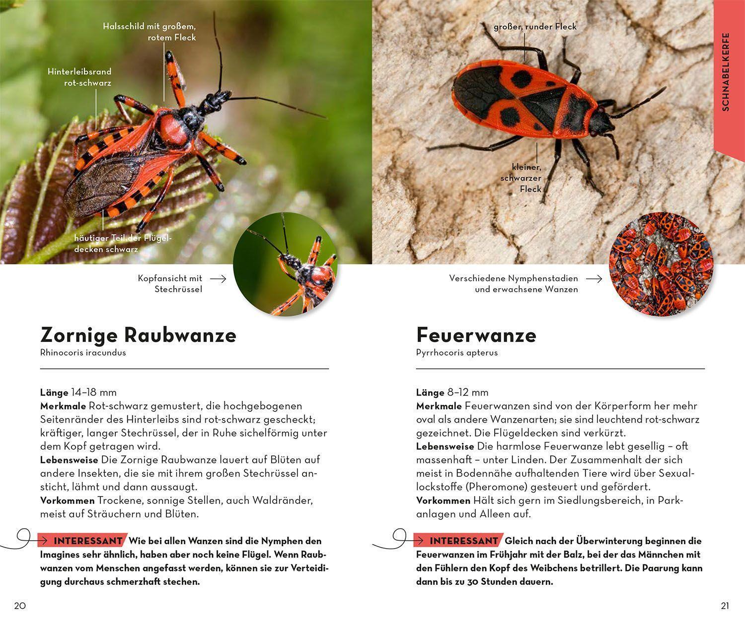 Bild: 9783440173916 | BASIC Insekten | Roland Gerstmeier | Taschenbuch | 128 S. | Deutsch