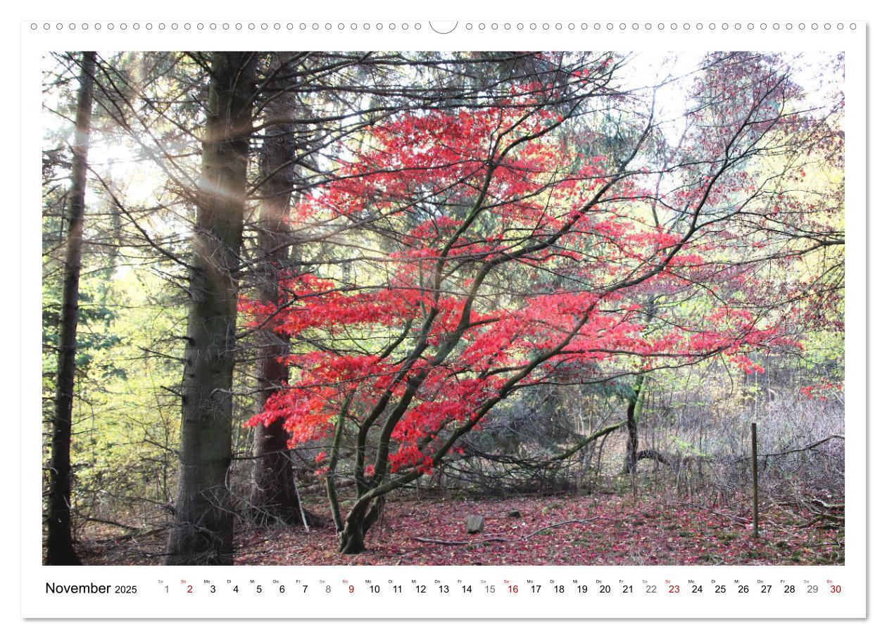 Bild: 9783435079957 | Mein Sehnsuchtsort, der heimische Wald (Wandkalender 2025 DIN A2...