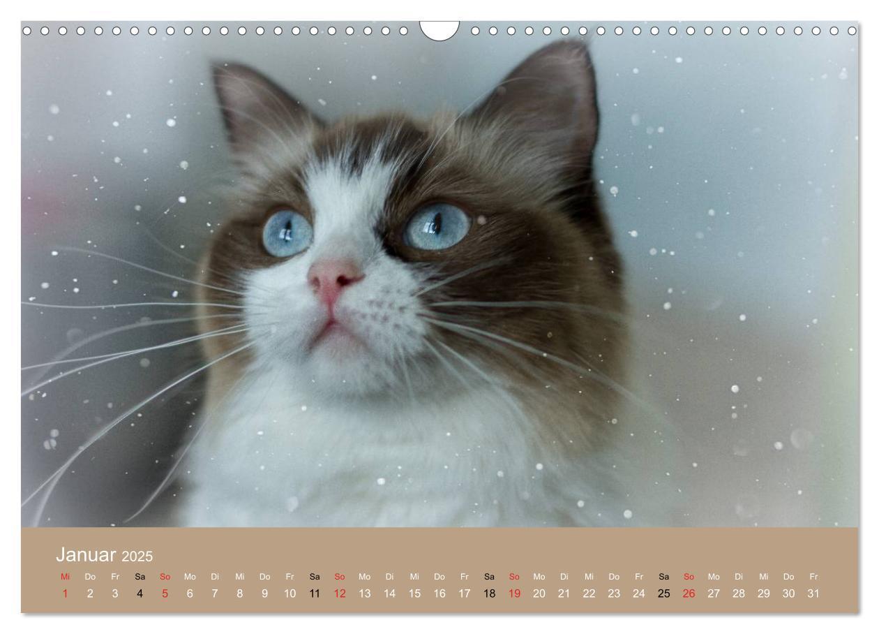 Bild: 9783435491858 | Verliebt in Ragdolls ... die sanfte Katzenrasse (Wandkalender 2025...