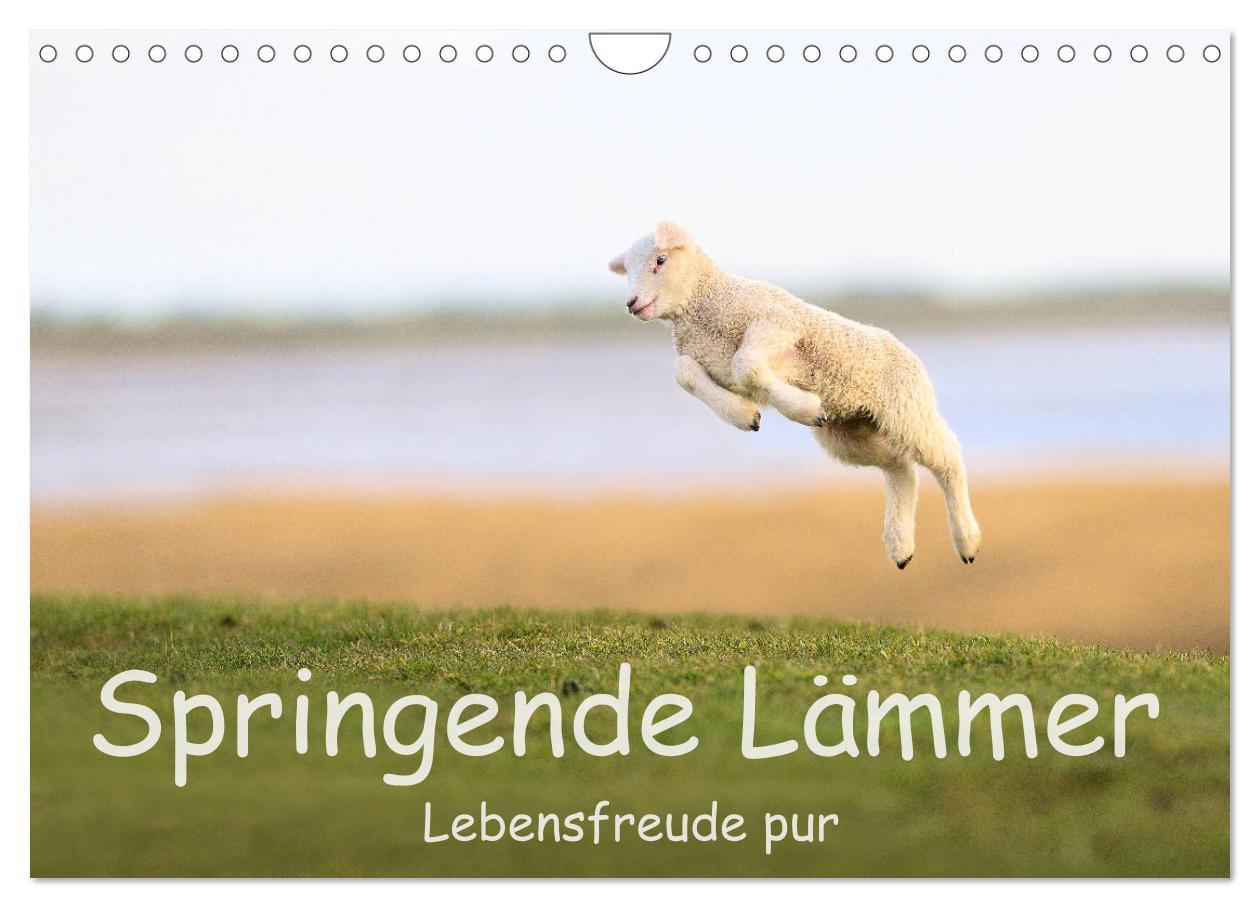 Cover: 9783435227426 | Springende Lämmer: Lebensfreude pur (Wandkalender 2025 DIN A4...