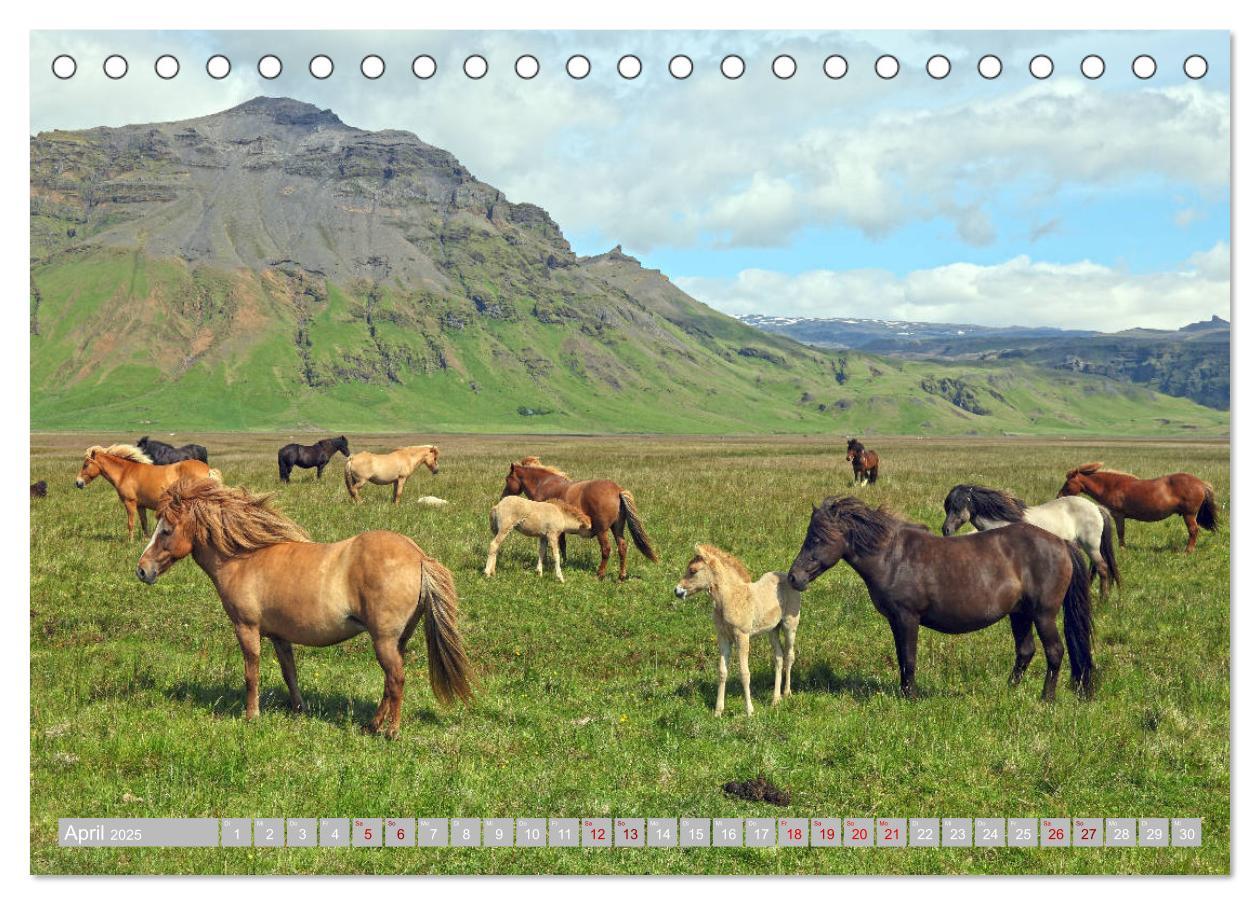 Bild: 9783435252435 | Islandpferde - Die tierischen Stars der Insel (Tischkalender 2025...