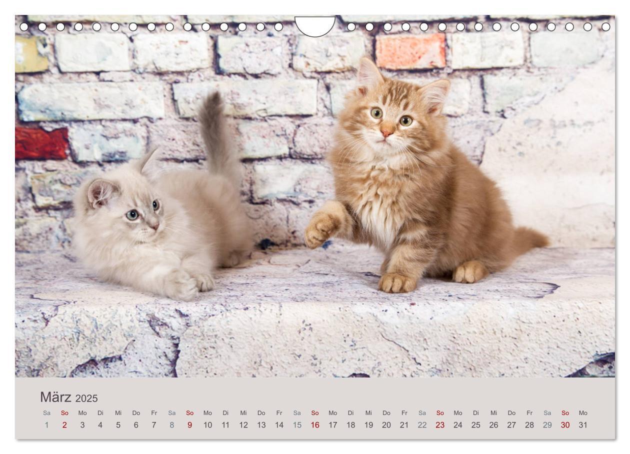 Bild: 9783435341627 | Flauschige Ragdoll Kitten (Wandkalender 2025 DIN A4 quer), CALVENDO...