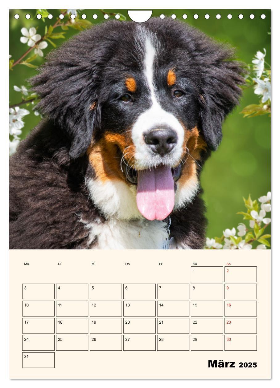 Bild: 9783435938315 | Traumhaft schön - Der Berner Sennenhund (Wandkalender 2025 DIN A4...