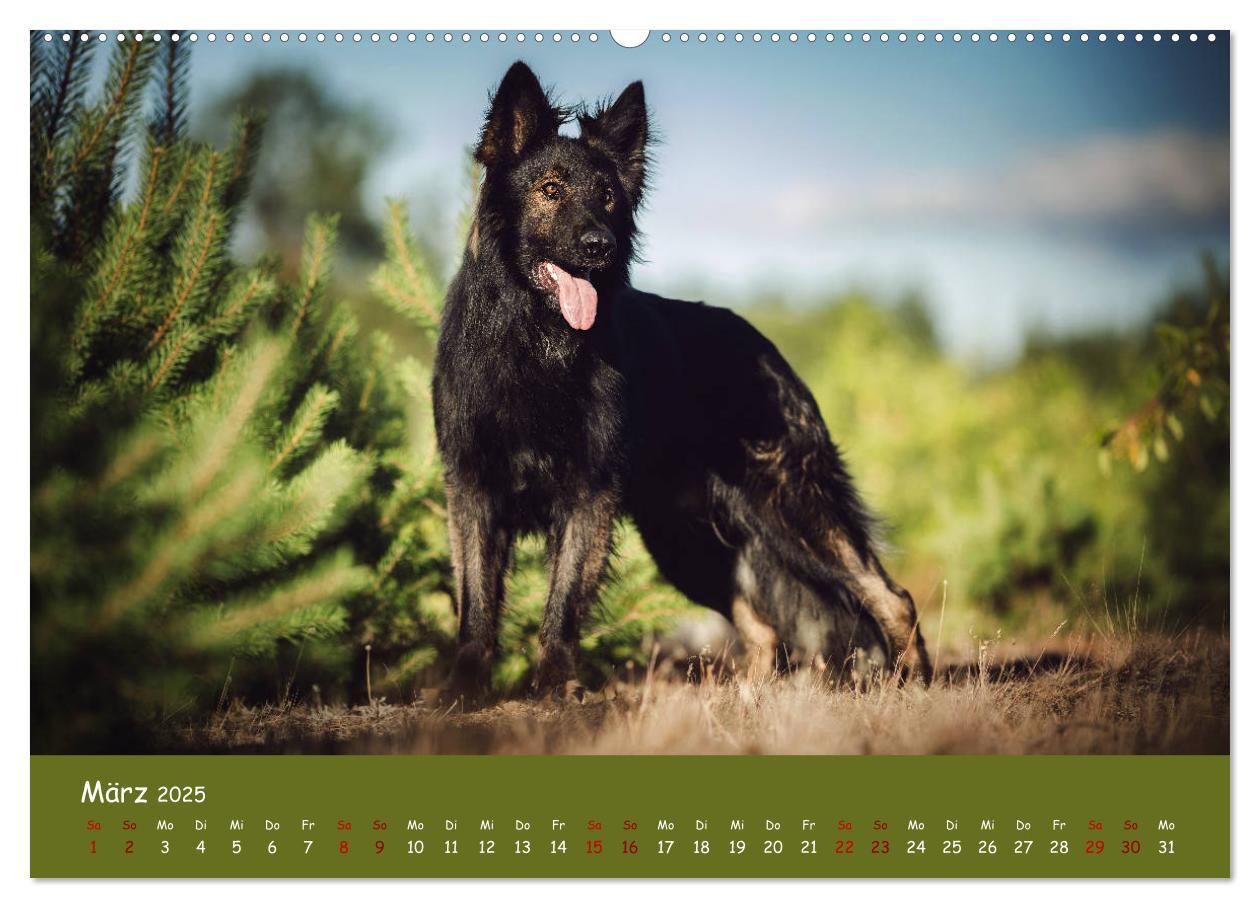 Bild: 9783435350315 | Schäferhunde und Ihre Vielfalt (Wandkalender 2025 DIN A2 quer),...