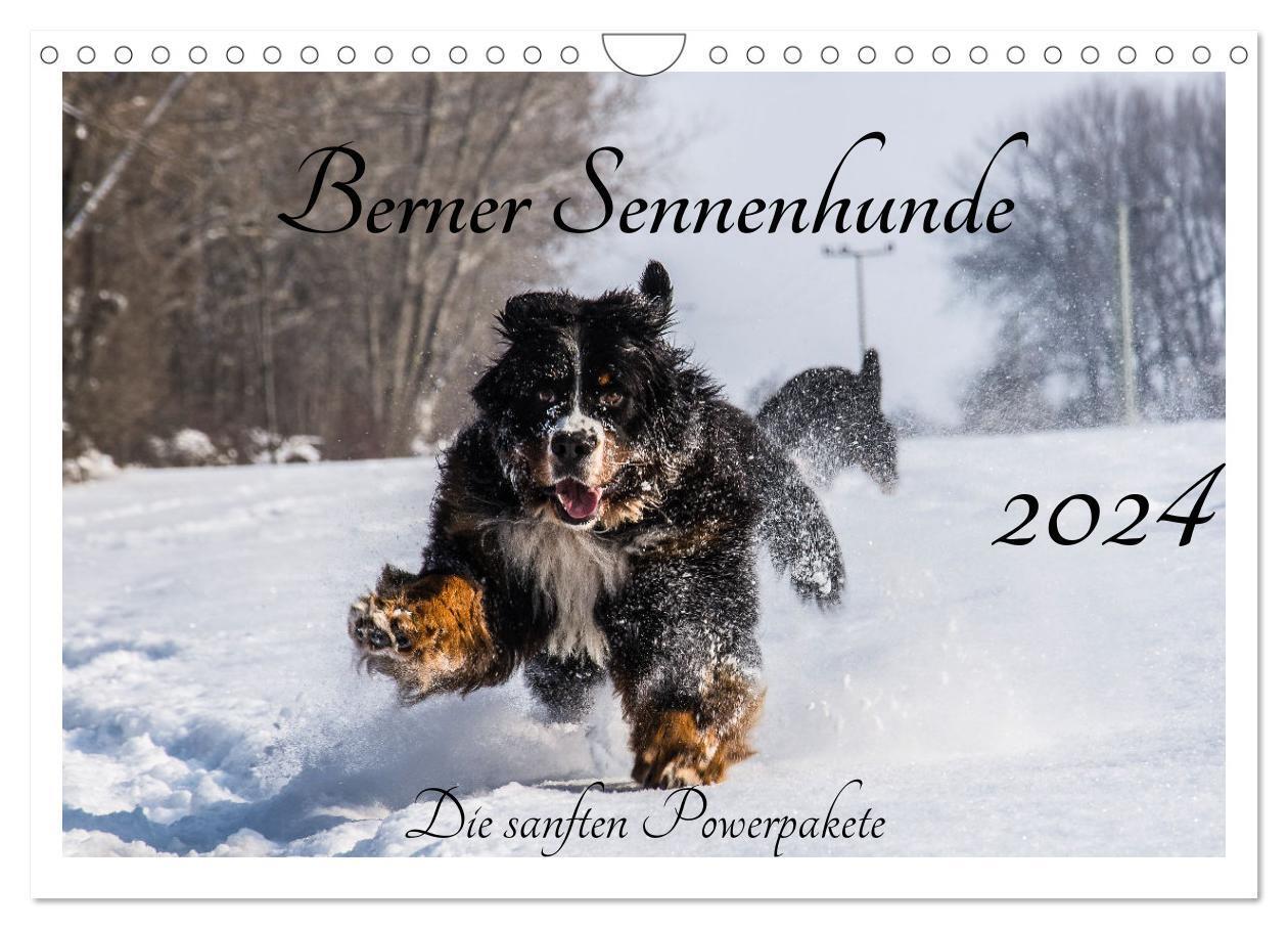 Cover: 9783675482944 | Berner Sennenhunde - Die sanften Powerpakete (Wandkalender 2024 DIN...