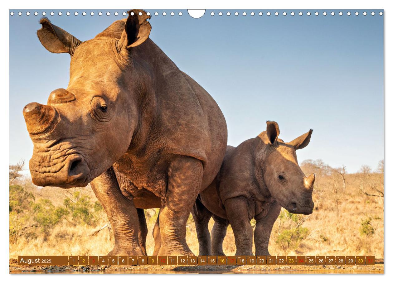 Bild: 9783435942725 | Tierkinder Afrikas - Entdecke ihre zauberhafte Welt (Wandkalender...