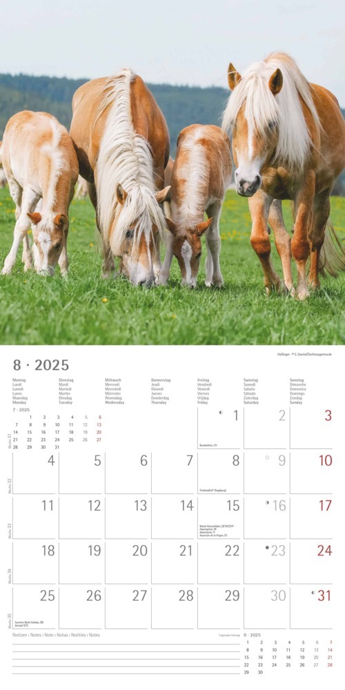 Bild: 4251732343040 | Alpha Edition - Ponys 2025 Broschürenkalender, 30x30cm,...