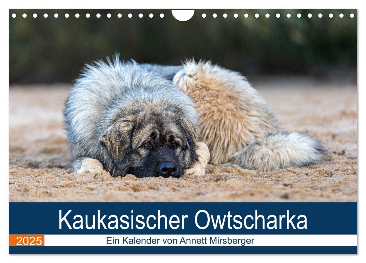 Cover: 9783435046553 | Kaukasischer Owtscharka (Wandkalender 2025 DIN A4 quer), CALVENDO...