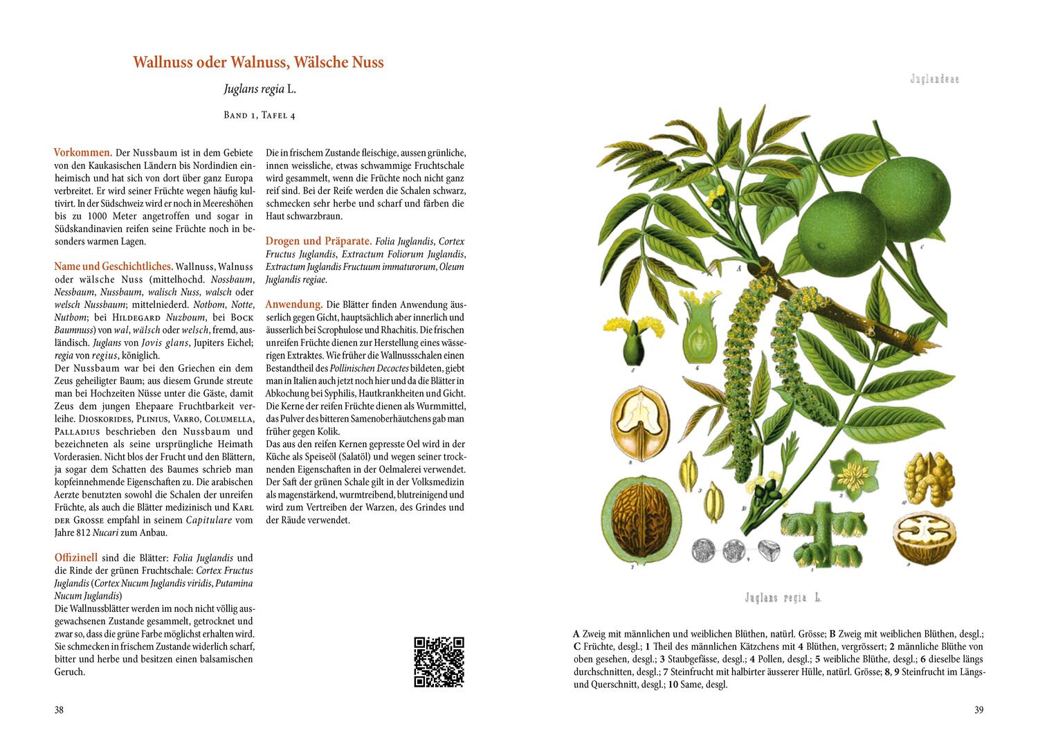 Bild: 9783968491158 | Der große Heilpflanzen-Atlas | Hermann Adolph Köhler | Buch | 240 S.